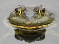 African Bullfrog