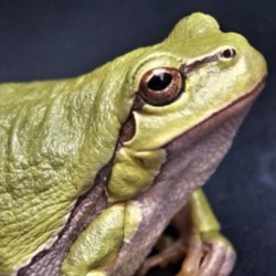 Green Tree Frog